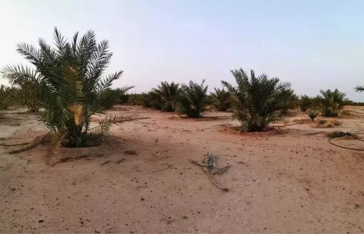 مزرعة للبيع-2