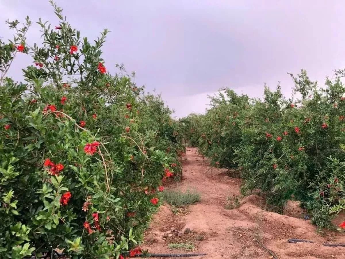 مزرعة للبيع-0
